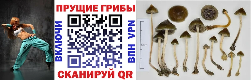 Галлюциногенные грибы мухоморы  дарк нет наркотические препараты  Дудинка 